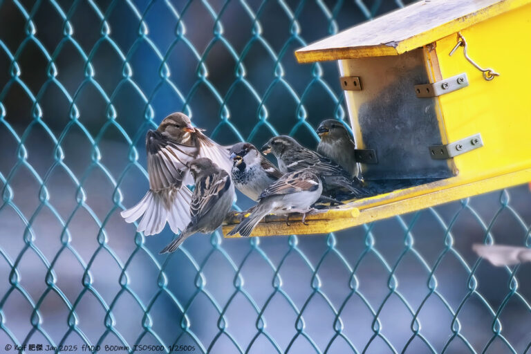 Sparrow Buddies